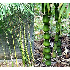 Giới thiệu thông tin về Cây Trúc Đùi Ếch