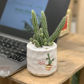 Xương Rồng Mới - 7x7x15 Cm - Cây Mini Để Bàn & Chậu Gốm Sứ Bát Tràng Trồng Cây Sen Đá, Xương Rồng, Tiểu cảnh Terrarium - Dáng Trụ - Mầu Trắng