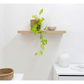 Mua Kệ Thanh Ngang Treo Tường Vân Gỗ Sồi Gỗ Dày Nhiều Kích Thước Juno Sofa CTKT005 KT 120x20x2.5cm