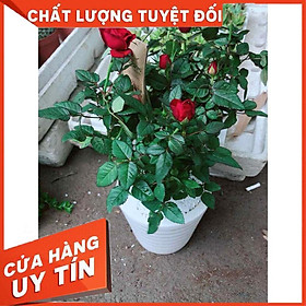 Chậu cây hoa hồng Nhiều Người Mua