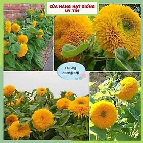 Mua Hạt Giống Hoa Hướng Dương Kép F1 Loại Siêu Dễ Trồng  Hoa Nở Đẹp Tặng kèm Hướng Dẫn Trồng