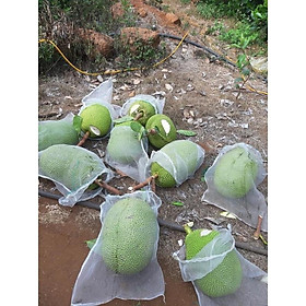 100 bọc mít cước thái , kích thước 50x70cm