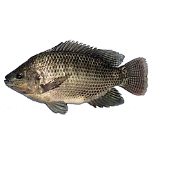 -Cá rô Phi sông Đà làm sạch size 0.7-1.5kg/con