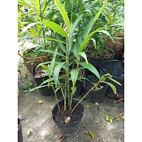 Mua Chậu cây gừng