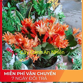 Mua Chậu hoa quỳnh