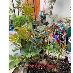 Mua Gốc hồng ngoại( gốc như hình 1)