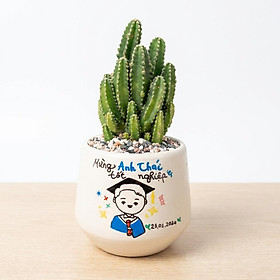 Bó Xương Rồng Mini Tốt Nghiệp