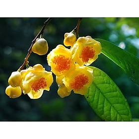 Mua CÂY GIỐNG TRÀ HOA VÀNG