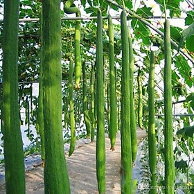 Mua Gói 10 hạt giống quả mướp hương siêu dài