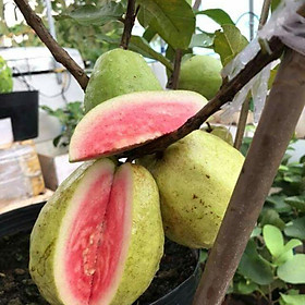 Cây Giống Ổi Lê Ruột Đỏ