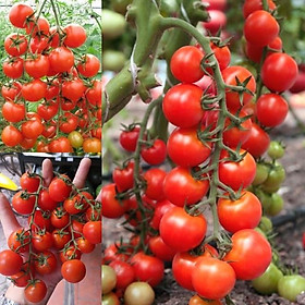 Mua HẠT GIỐNG CÀ CHUA ĐỎ BI CHUỖI NGỌC NĂNG SUẤT CAO DỄ TRỒNG TẠI NHÀ