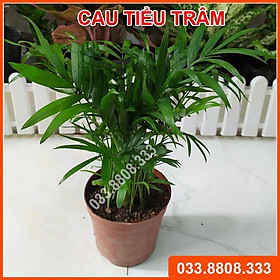 Cây Cau Tiểu Trâm - Cây phong thủy, Cây nội thất