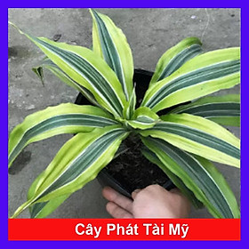 Hình ảnh Cây Phát Tài Mỹ - Cây cảnh phong thủy + Tặng phân bón cho cây