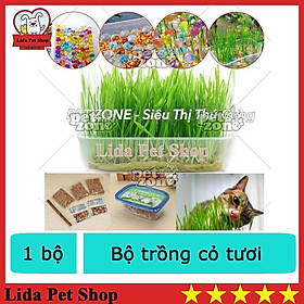 Bộ trồng cỏ tươi cho mèo Trồng bằng hạt nở, đã kèm hạt giống