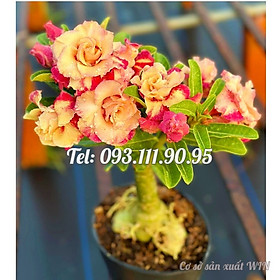 Cây hoa sứ Thiên Vương giống Thái Lan ghép cánh vàng cam - Cây chưa có hoa – Mã số 2089