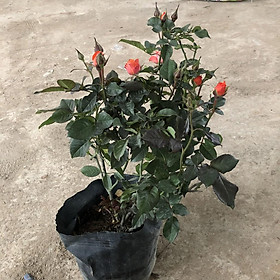 Chậu Cây Hoa Hồng Tỉ Muội Đang Nụ Siêu Đẹp