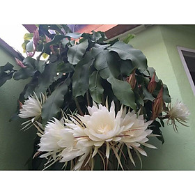 Mua cây giống nhật quỳnh -HOA TRẮNG