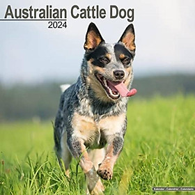 Sách - Australian Cattle Dog Calendar 2024  Square Dog Breed Wall Calendar - 16 Month by  (UK edition, paperback)
