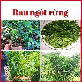 Mua Cây rau ngót rừng ( rau sắng) cao 15-20 cm
