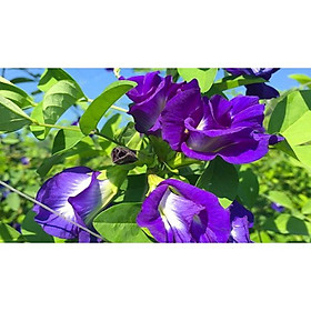 50 bông hoa đậu biếc kép tươi sạch - hoa nhà trồng