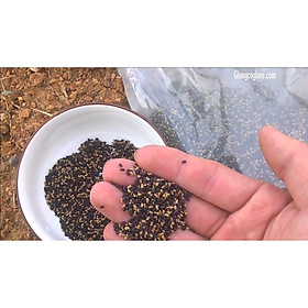 Hạt Cỏ Chăn Nuôi Stylo - Cỏ Họ Đậu - Gói 100g - Cỏ Chăn Nuôi