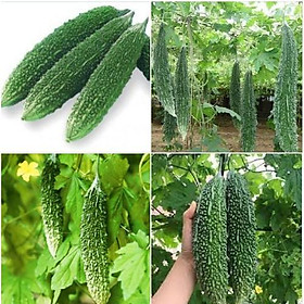 Hạt giống khổ qua gai xanh F1- 1 gói 10 hạt