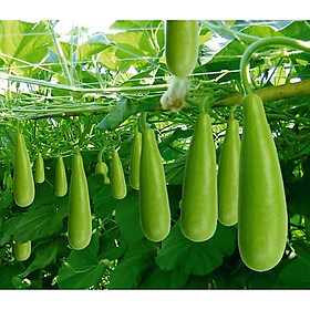 Mua HẠT GIỐNG BẦU XỊ F1 (10 GR)