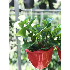Cây trường sinh chậu treo