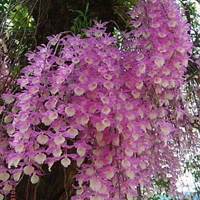 Mua Giò hoa phong lan giả hạc thiên cung lữ bố