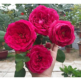 Chậu hoa hồng Pass De Deux Rose - hồng bụi, hoa chùm, thơm