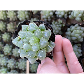 Cây sen đá kim cương hawothia copeeri xanh size 4-6cm_hàng sẵn vườn boybongarden