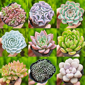 Mua Hạt Giống Cây Sen Đá (Gói 200 Hạt) -