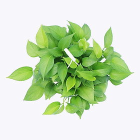 Cây Trầu Bà Thái Xanh