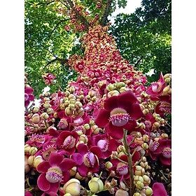 COMBO 2 CÂY SALA, cây hoa vô ưu  - cây cao gần 2m