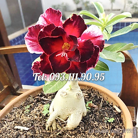 Mua Hạt giống hoa sứ kép thân lùn màu đỏ sẫm giống Ấn Độ - Bịch 10 hạt – Mã số 1808