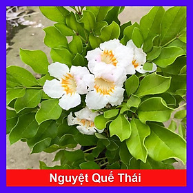 Cây Nguyệt Quế Thái - Cây cảnh để trong nhà + Tặng phân bón cho cây mau lớn