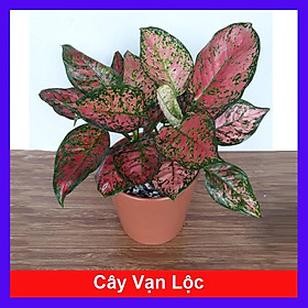 Cây Vạn Lộc - cây cảnh mini để bàn + tặng phân bón cho cây