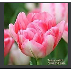 Bộ 5 củ giống hoa tulip hoa kép hoa màu hồng Angelique