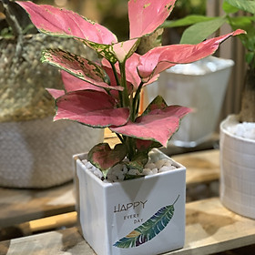 Mua Cây Vạn Lộc để bàn