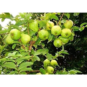 Mua CÂY GIỐNG ỔI LÊ LÙN TRỒNG CHẬU TRÁI SỚM