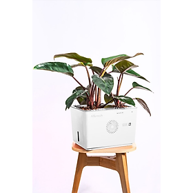 Máy lọc Không khí tích hợp cây xanh AIRemedy - Vỏ nhựa trắng (Hàng chính hãng)