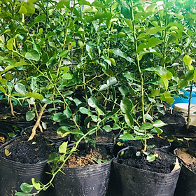 CÂY CHÚC GIỐNG BẢY NÚI AN GIANG 1.5 NĂM TUỔI CAO KHOẢNG 70-80CM, PHÂN NHIỀU CÀNH, KHỎE MẠNH