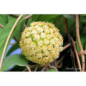 Mua LAN CẦM CÙ ĐỦ MẶT HOA  CÂY TƯƠI ĐẸP GỬI ĐI NGUYÊN BẦU ĐẸP