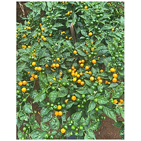 Mua Hạt giống ớt Peru-Charapita  ớt đắt nhất thế giới  đóng túi zip 10 quả ớt khô