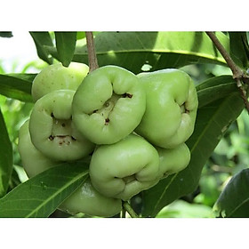 Mua cây giống mận xanh đường