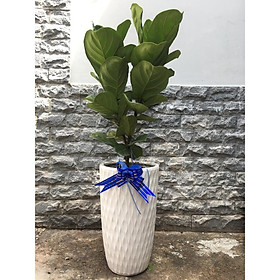 Cây bàng phụ kiện nơ xanh