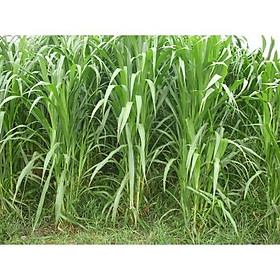 Mua Hạt giống cỏ VOI 500g - Cỏ lá mềm không lông  có thể thu hoạch nhiều lần - Hạt Cỏ Chăn Nuôi