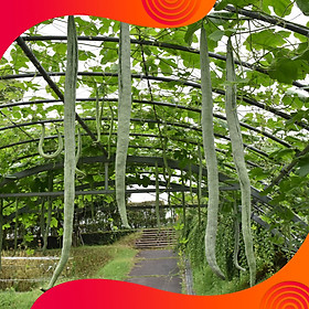 Mua 03 Gói hạt Giống Mướp Nhật ( Mướp Rắn F1 ) - Nảy Mầm Cực Chuẩn