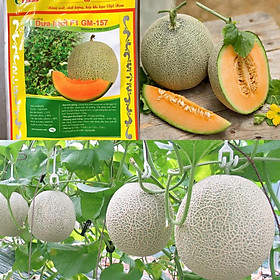 Mua HẠT GIỐNG DƯA LƯỚI F1 GM-157