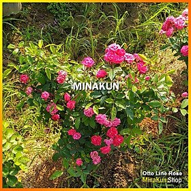 Hoa hồng ngoại Otto Line hoa chùm sai hoa cực đẹp - Minakun Shop